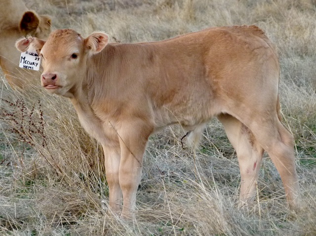 blonde cattle