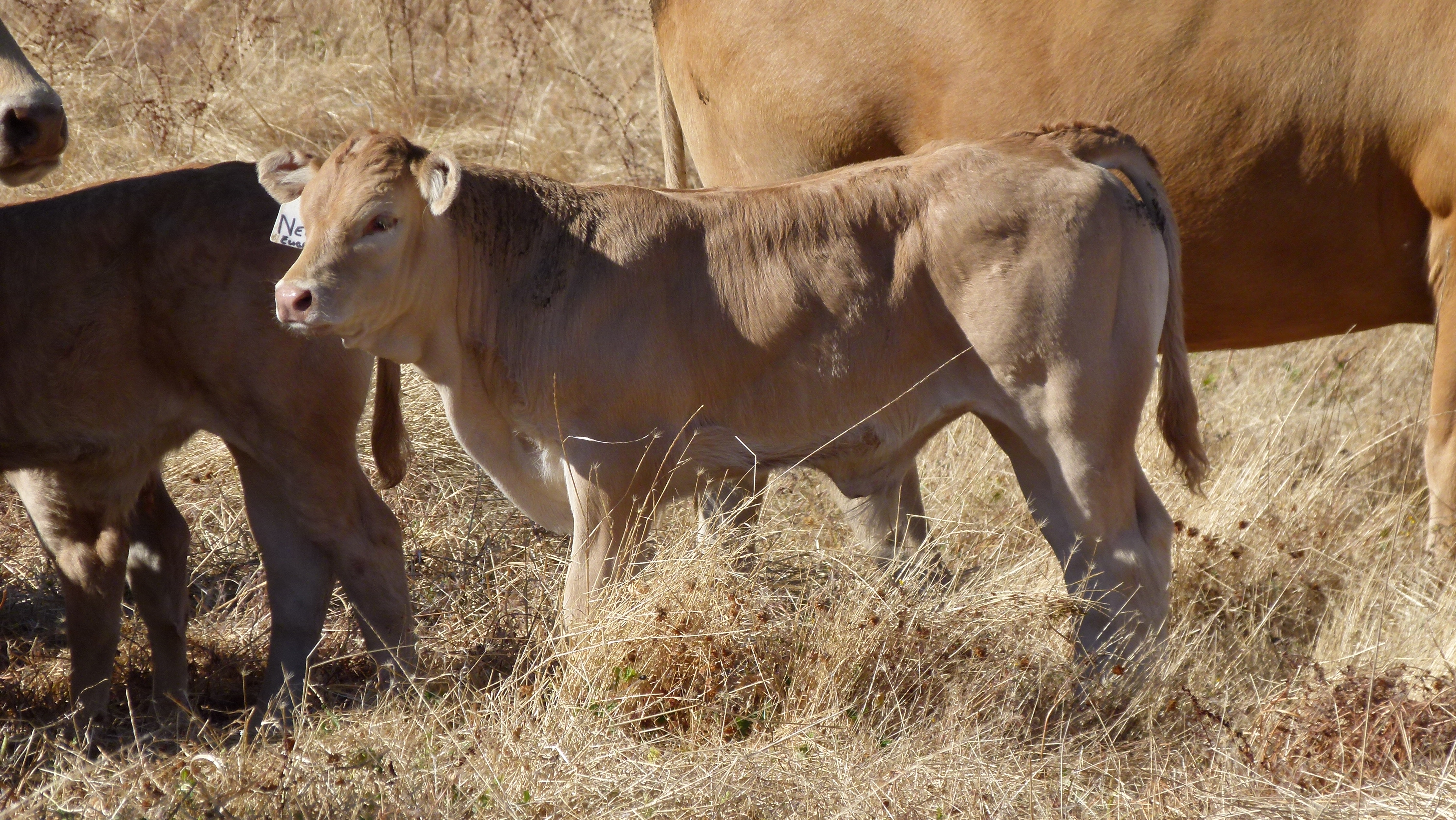blonde cattle