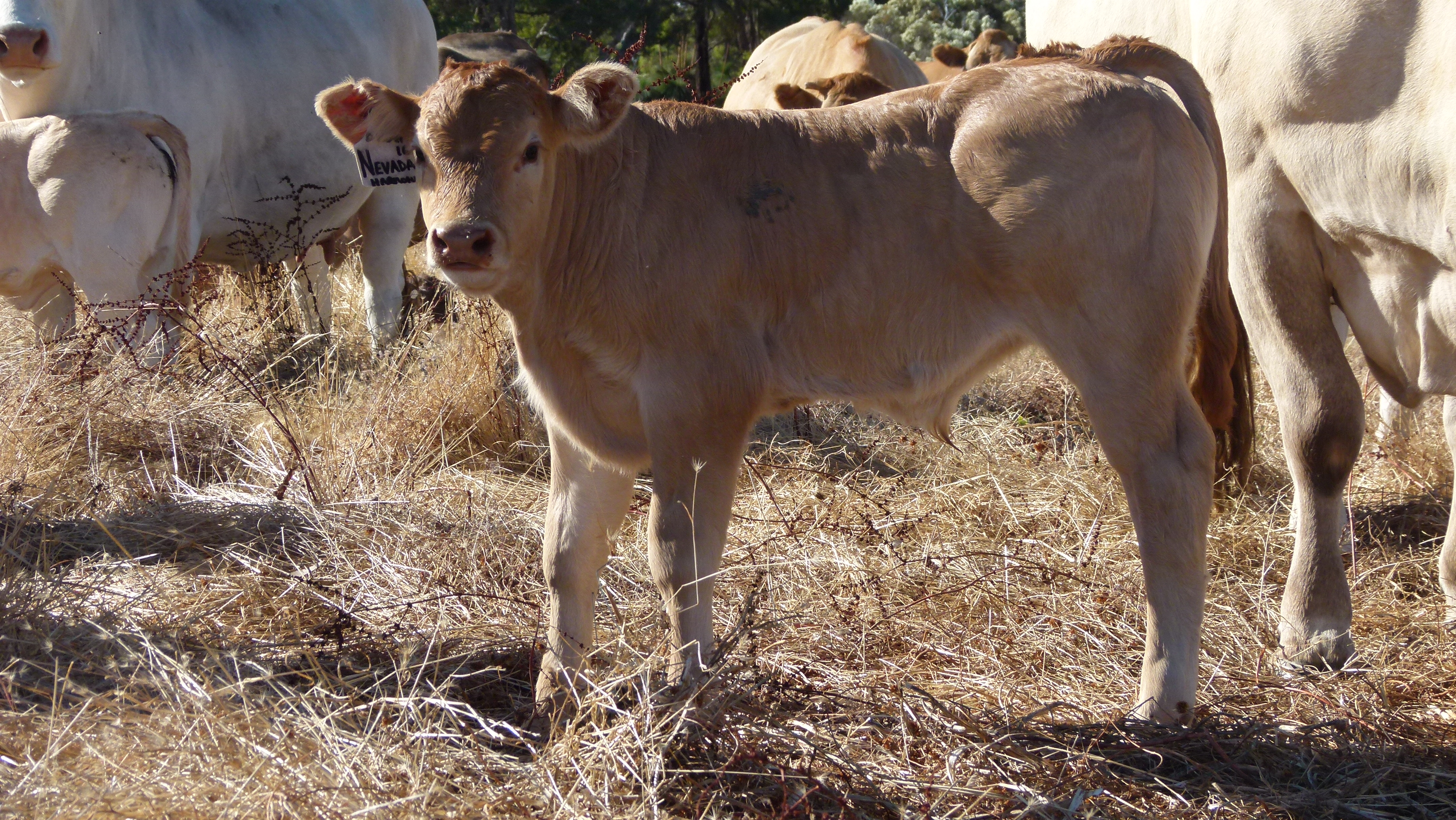 blonde cattle