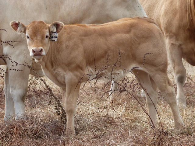 Uranongo Harmoni